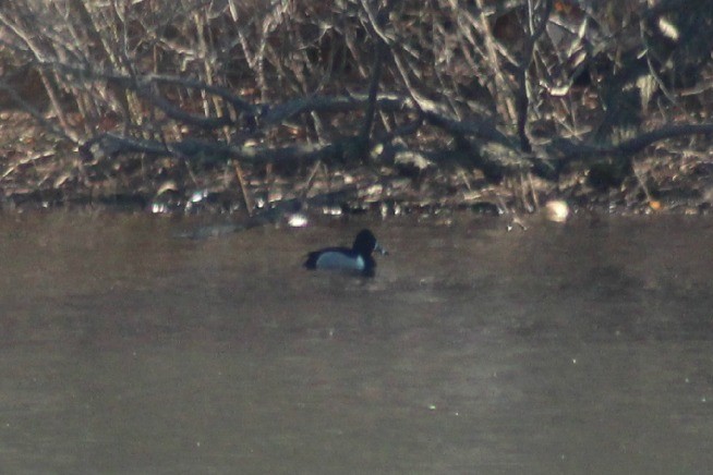 Ring-necked Duck - ML138535291