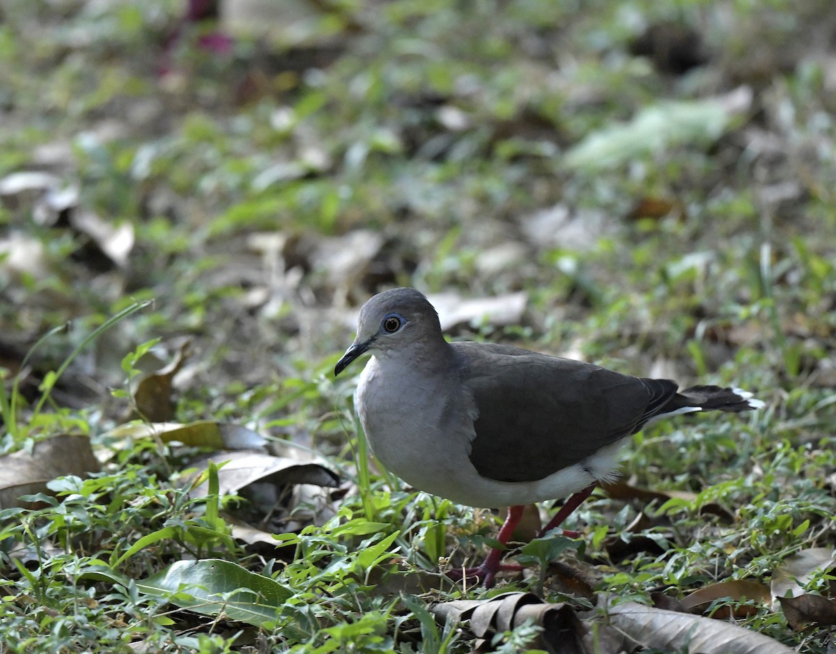 White-tipped Dove - ML138535711