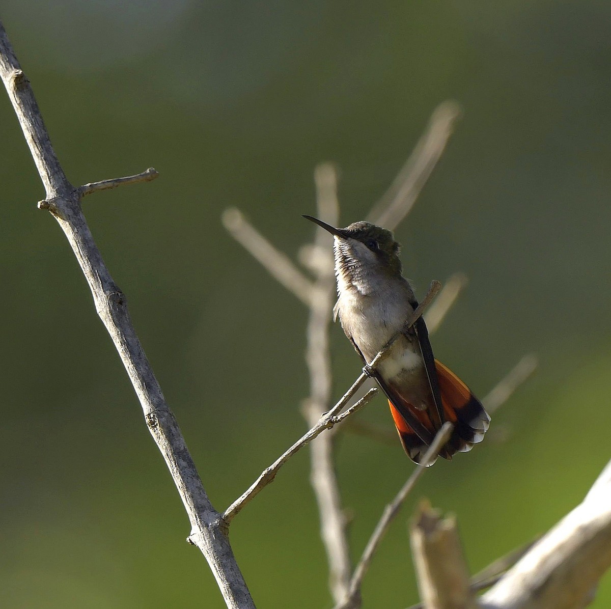 kolibřík červenohlavý - ML138535841