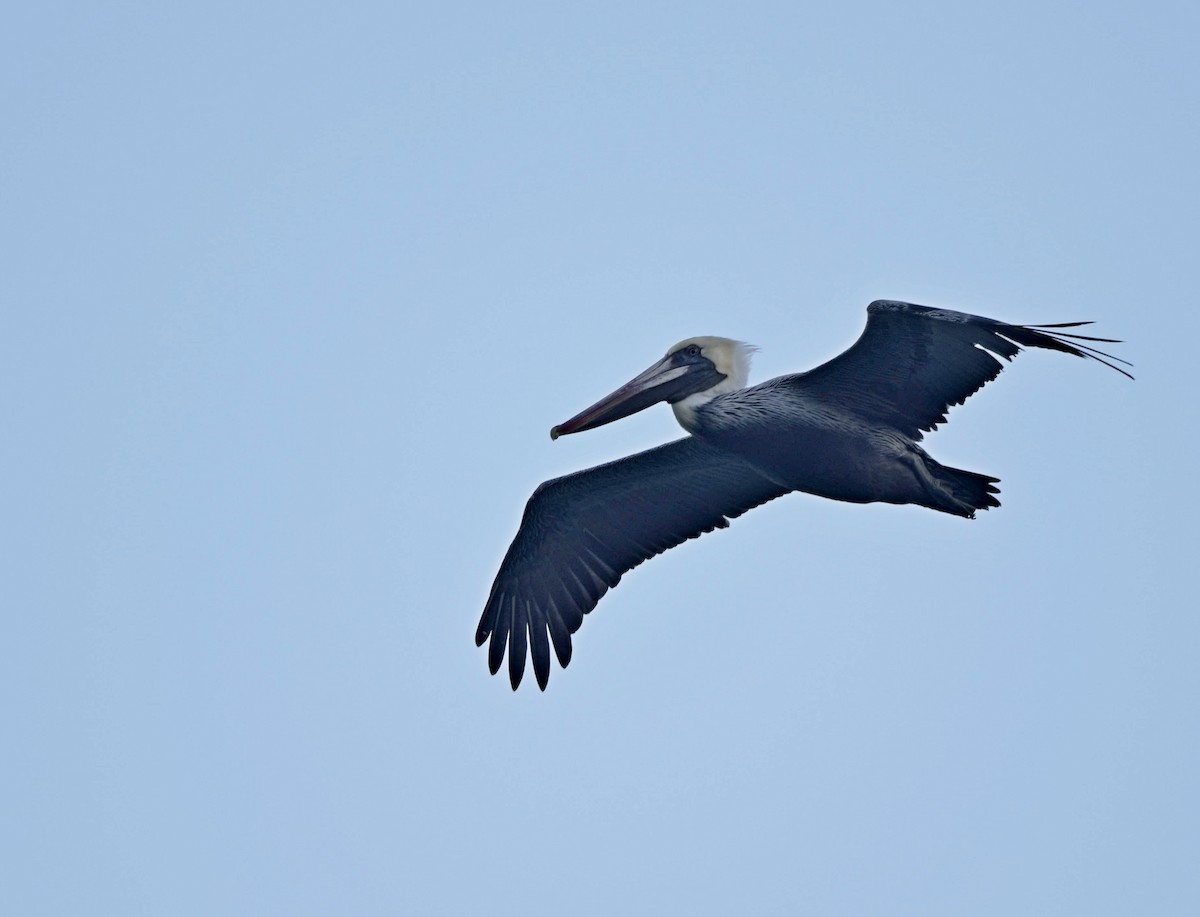 Brown Pelican - ML138536051