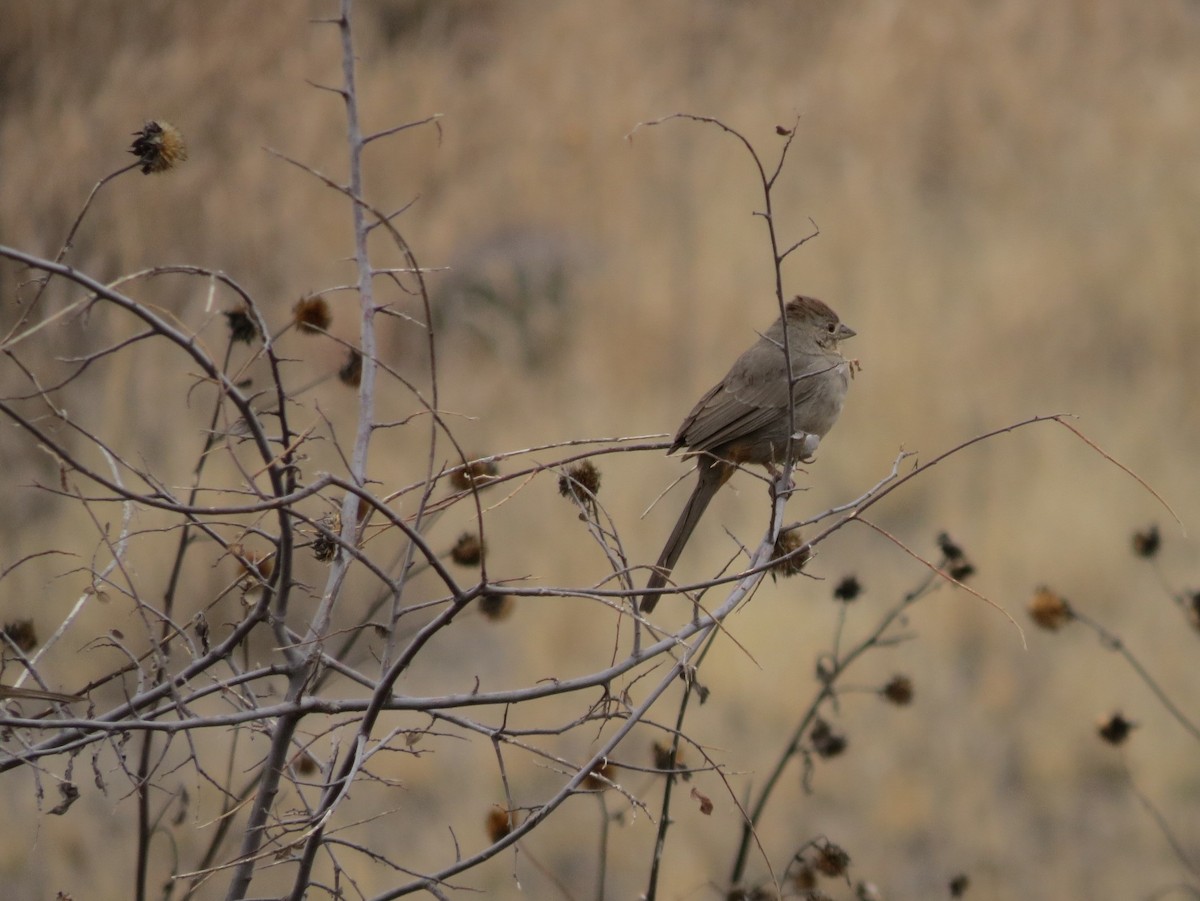 Canyon Towhee - ML138538451