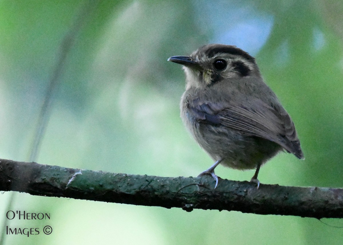 Golden-crowned Spadebill - Alan OHeron