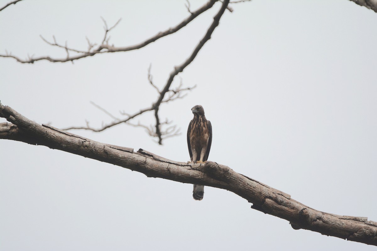 Philippine Hawk-Eagle - ML138539961