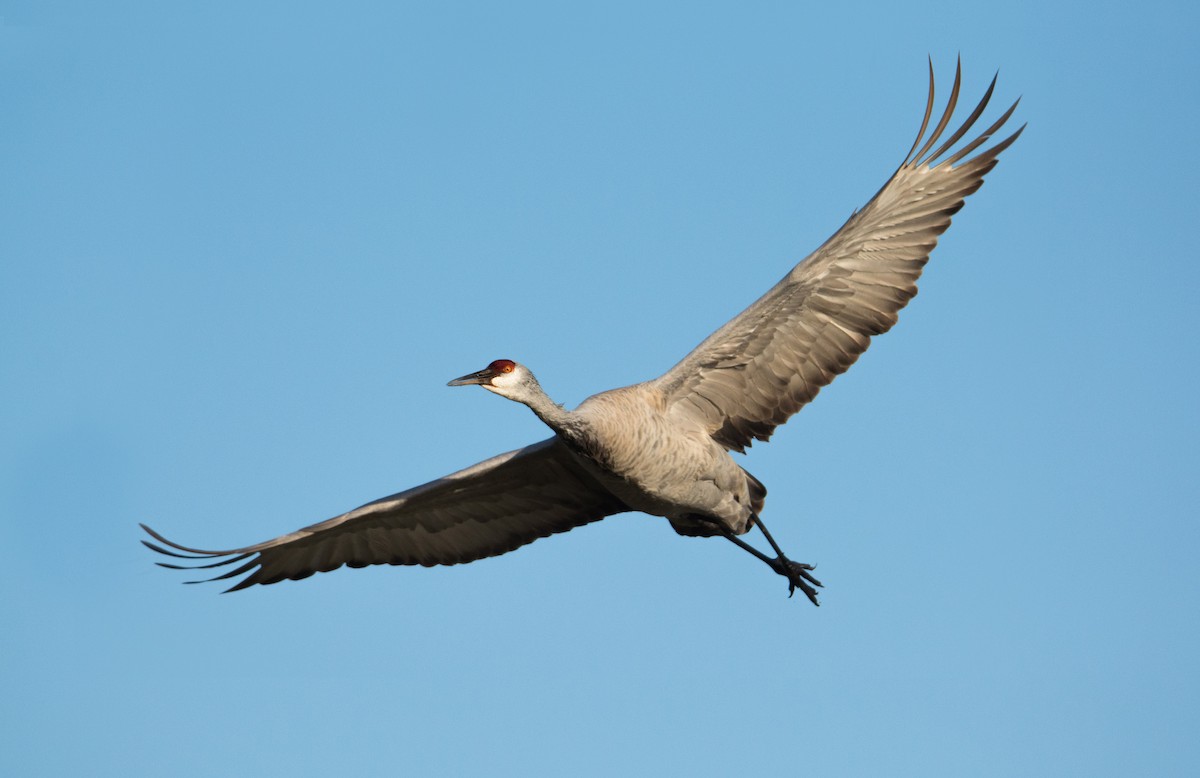 Sandhill Crane - ML138540871