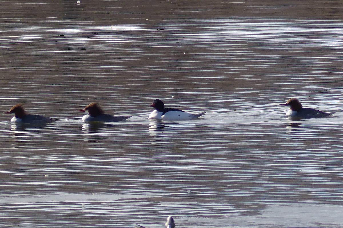 Common Merganser - willem van vliet-