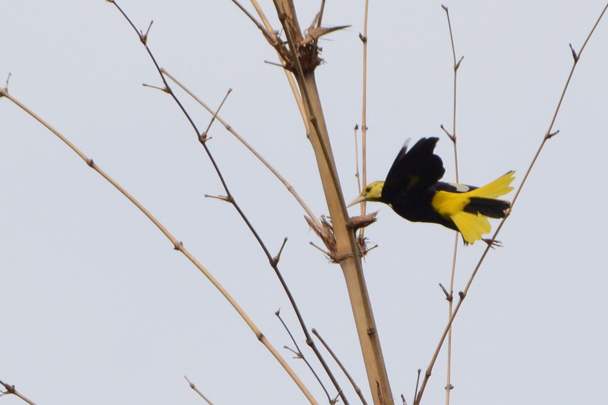 Yellow-winged Cacique - Marie O'Neill