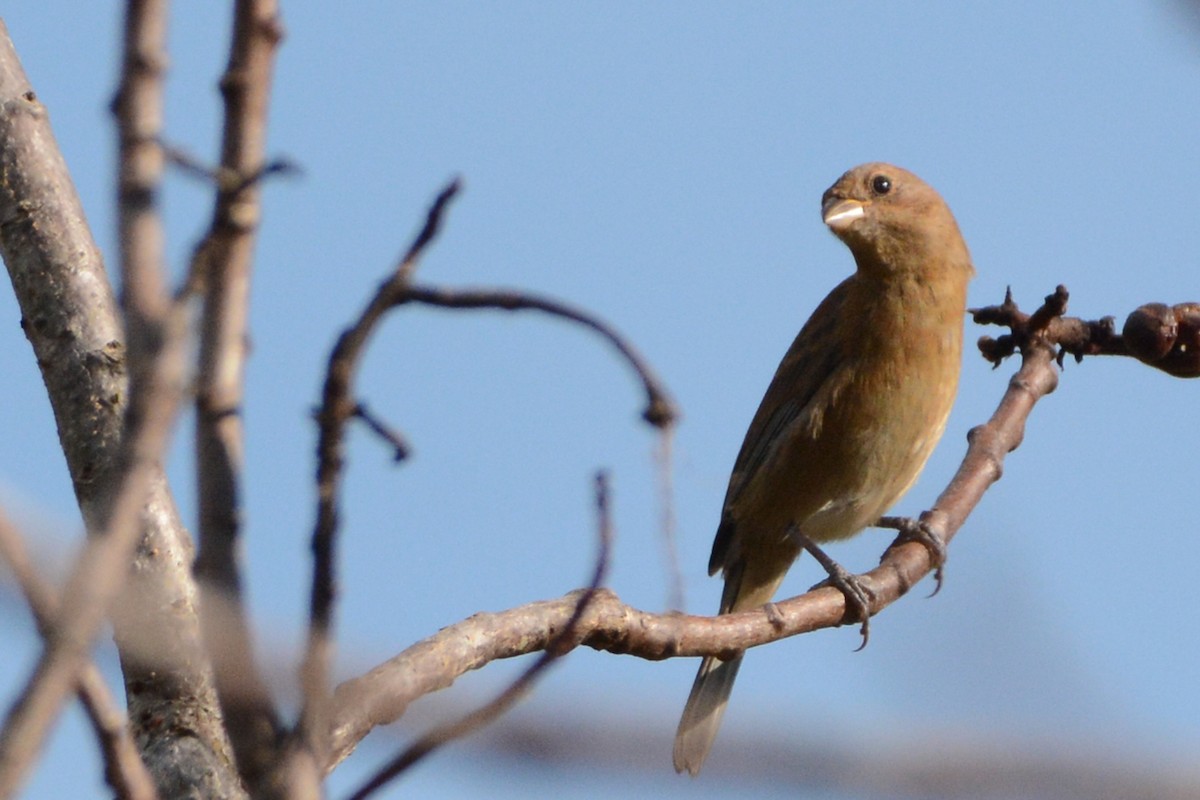 Varied Bunting - ML138541911