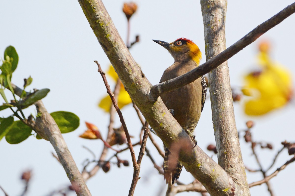 Golden-cheeked Woodpecker - ML138542401