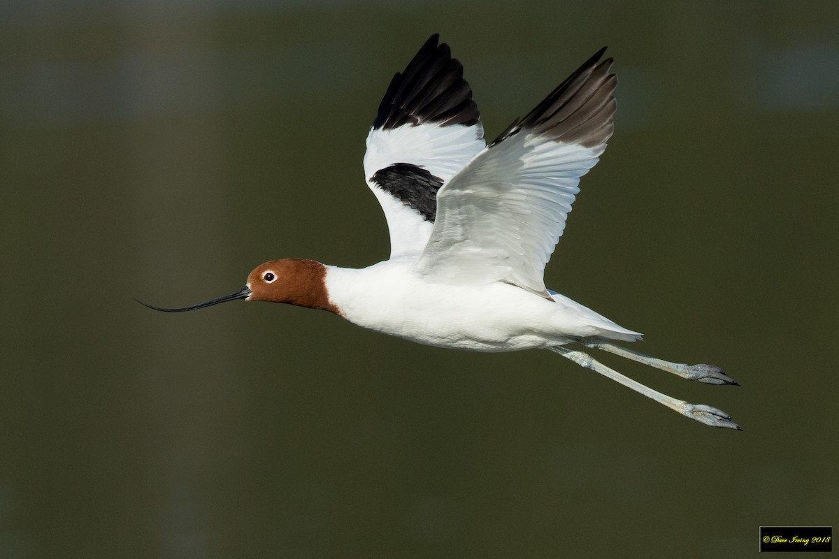 Avocette d'Australie - ML138542561