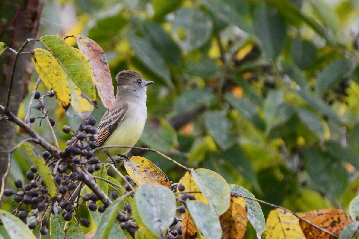 Nutting's Flycatcher - ML138543321