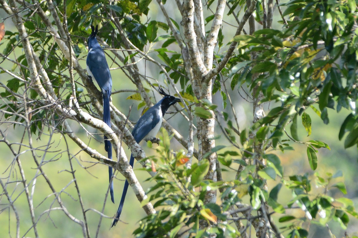 Black-throated Magpie-Jay - ML138543711