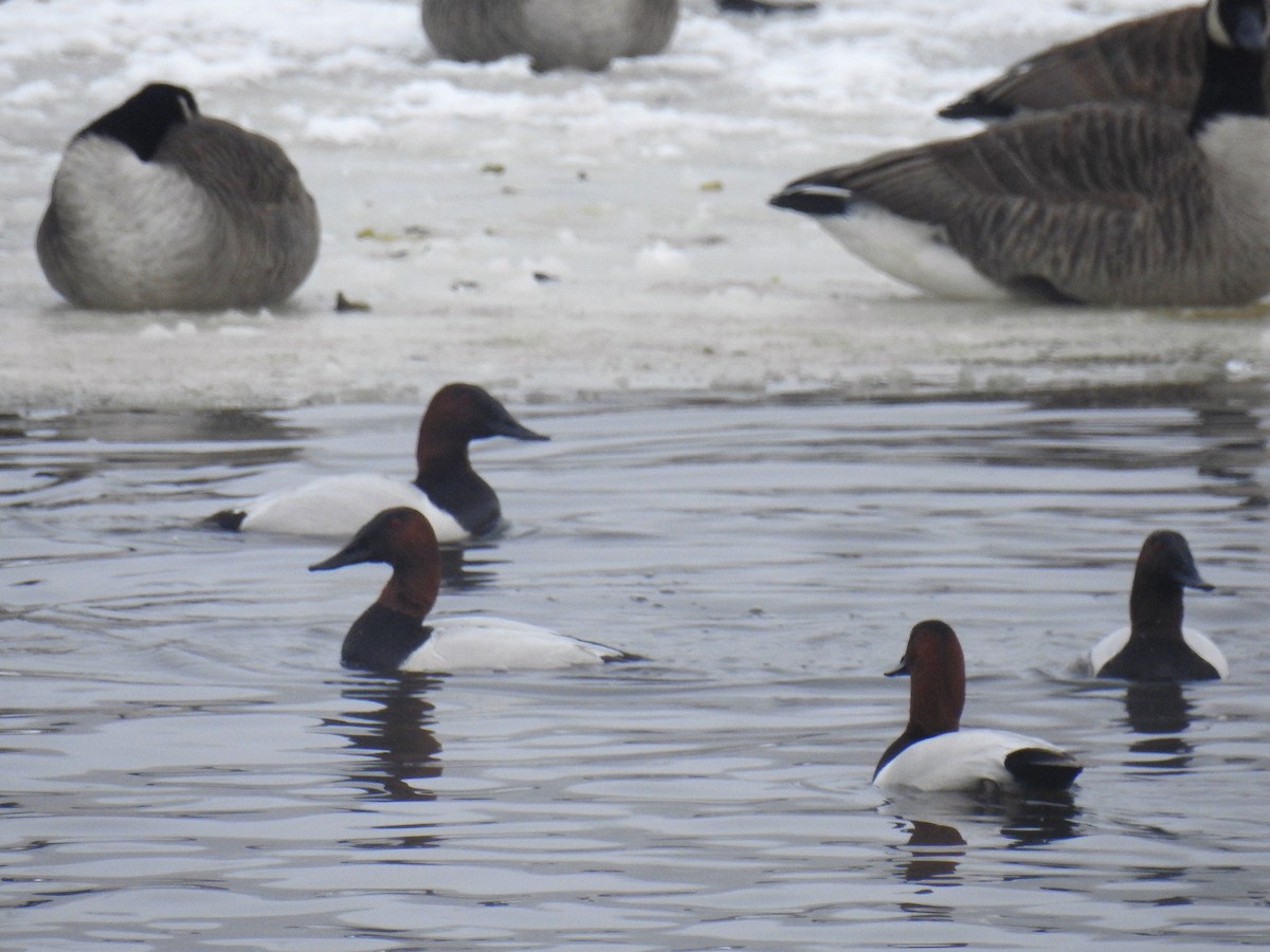 Canvasback - ML138544121