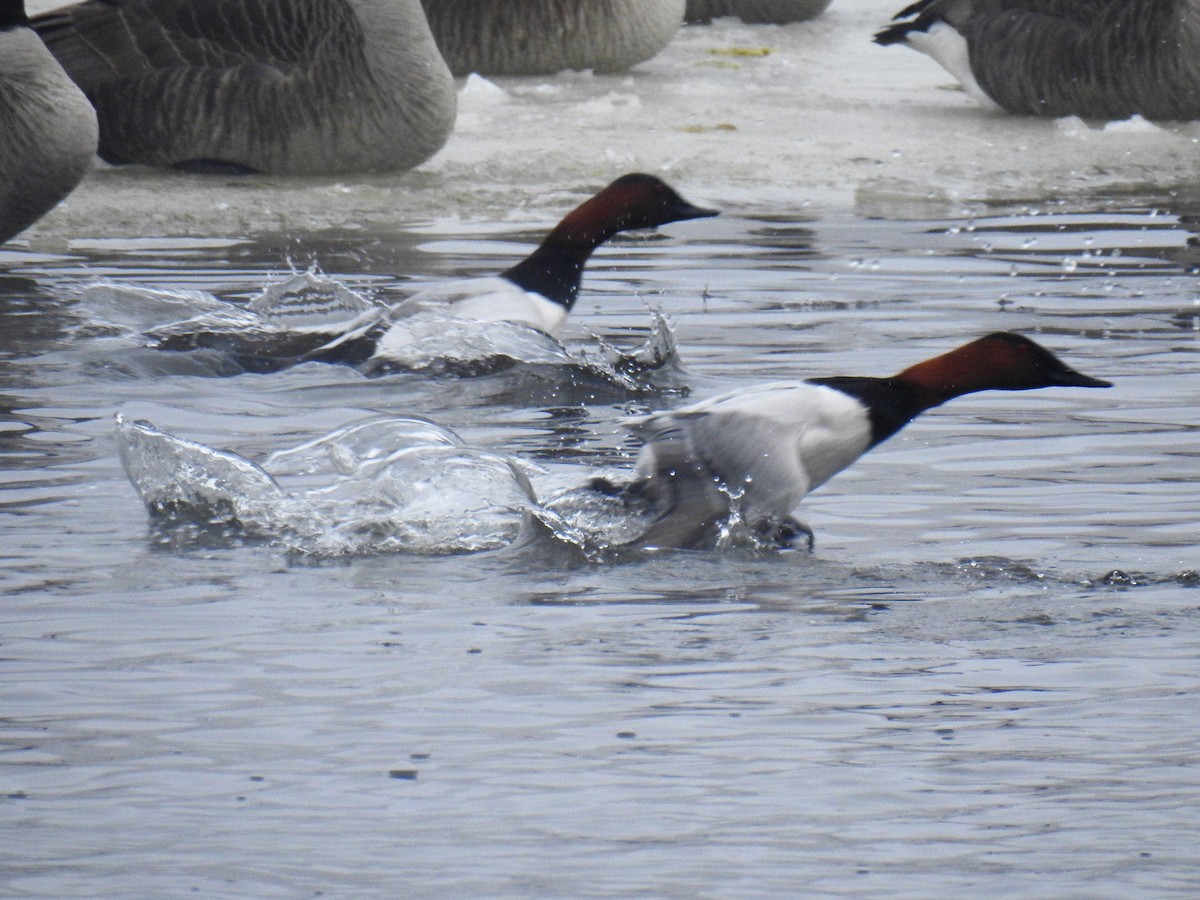 Canvasback - ML138544171