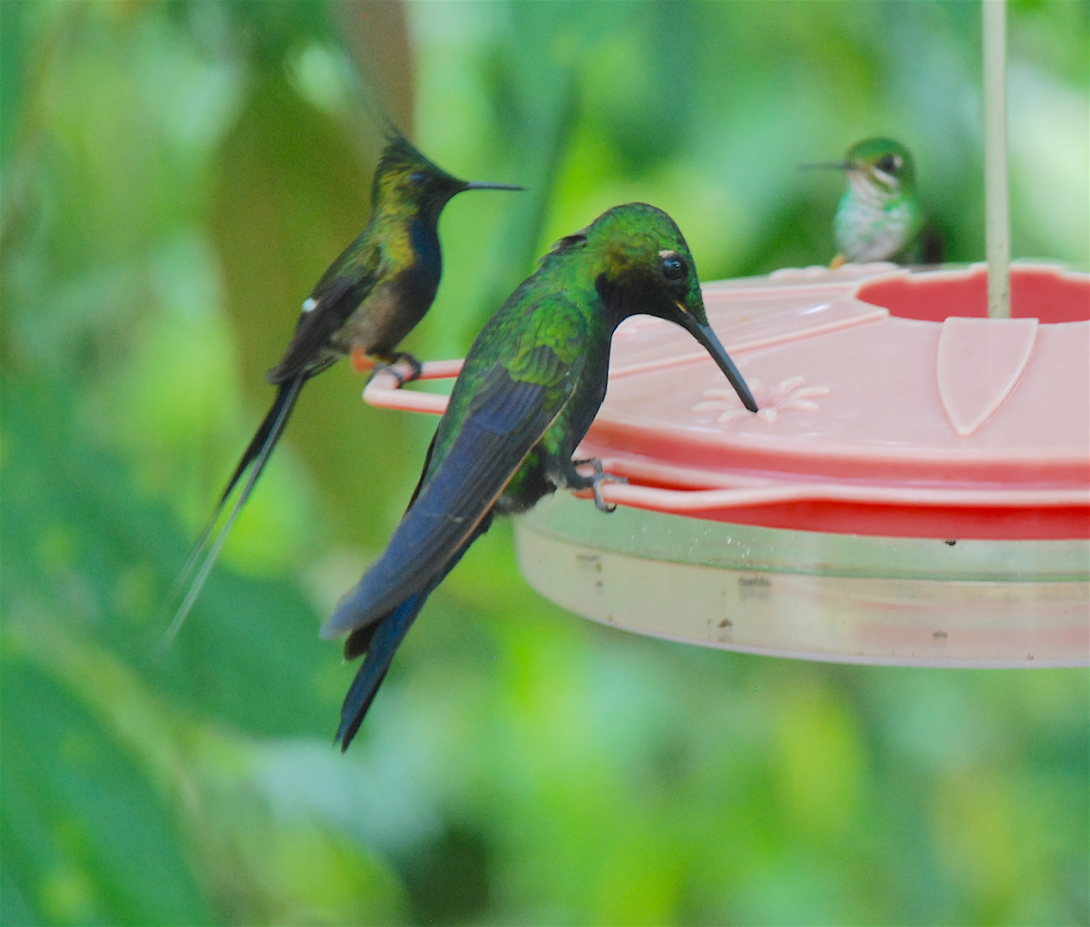 kolibřík zelenoprsý - ML138544851