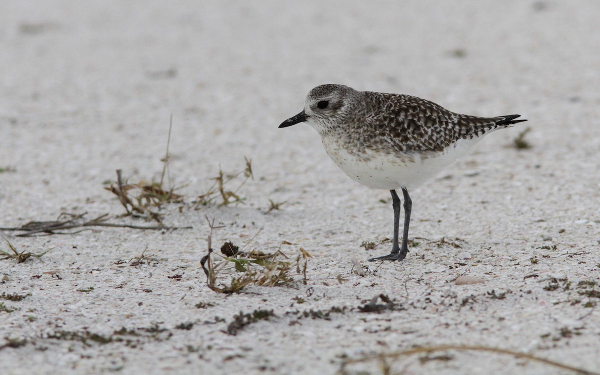 Black-bellied Plover - ML138544971