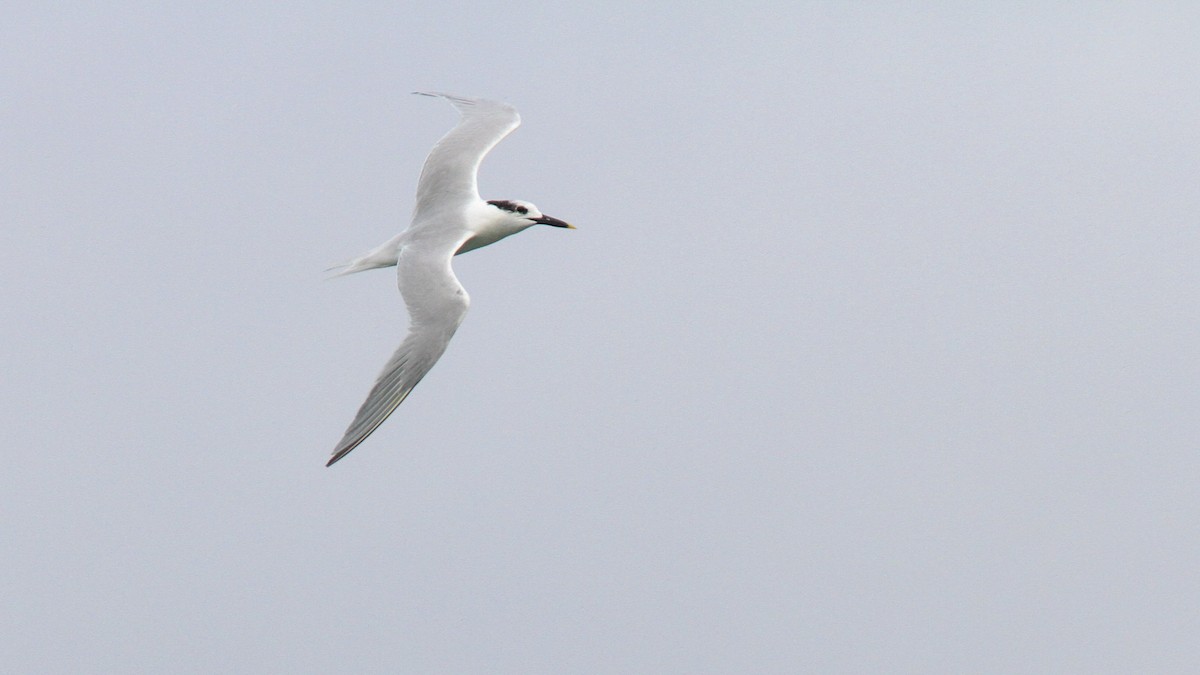 Sandwich Tern - Sean Fitzgerald