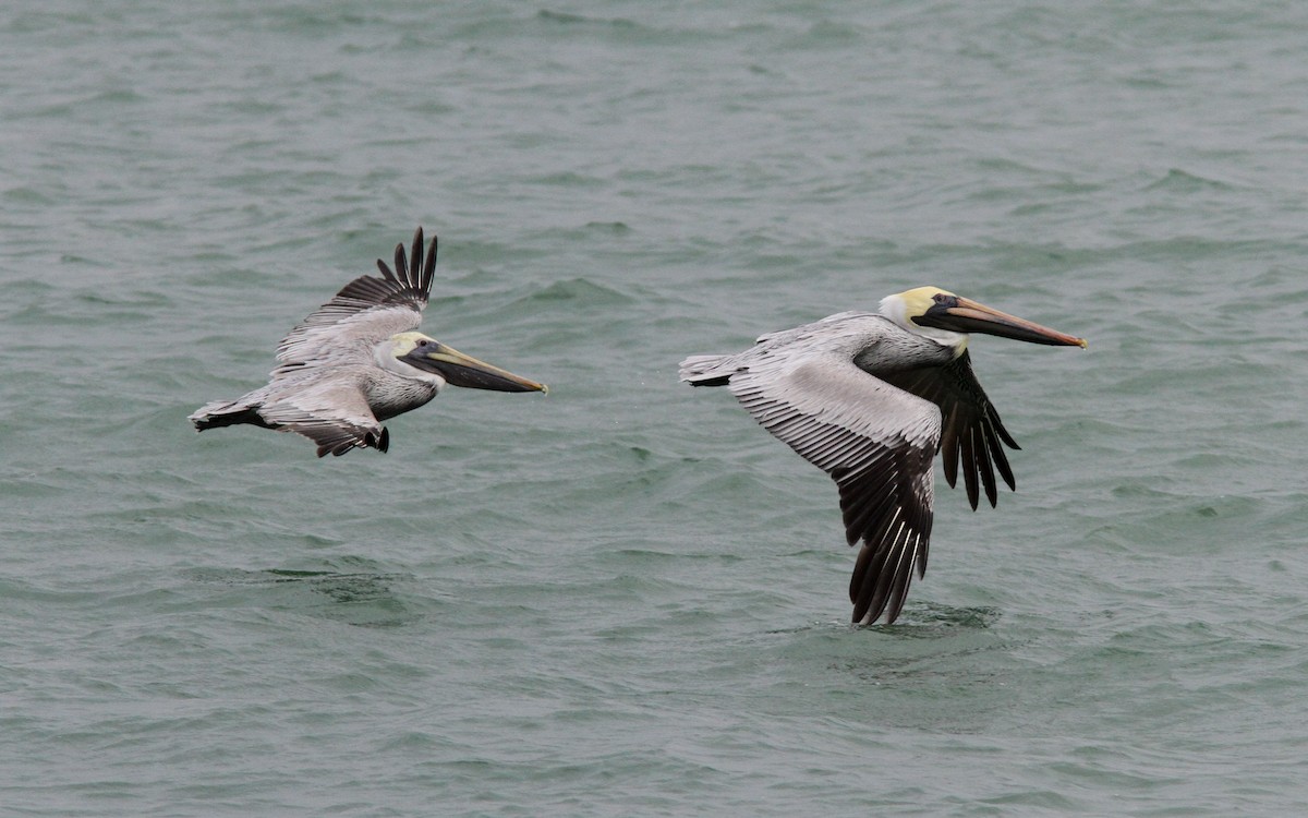 Brown Pelican - ML138545091