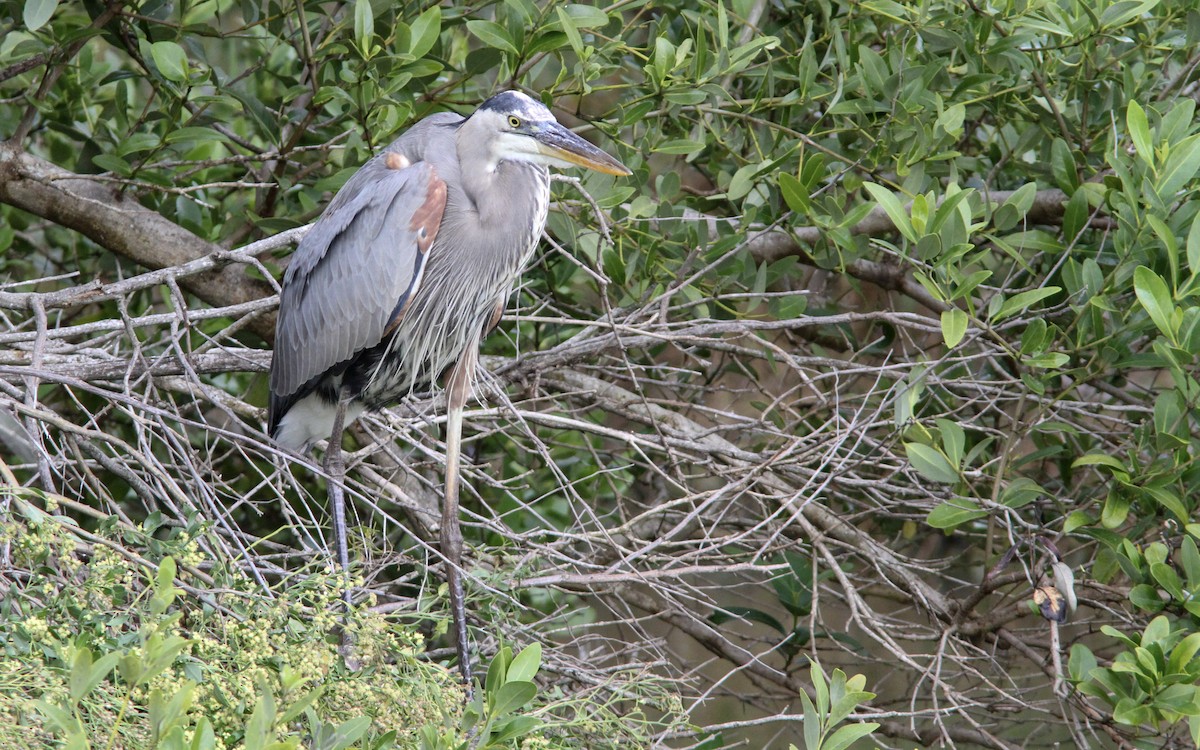 Great Blue Heron - ML138545171