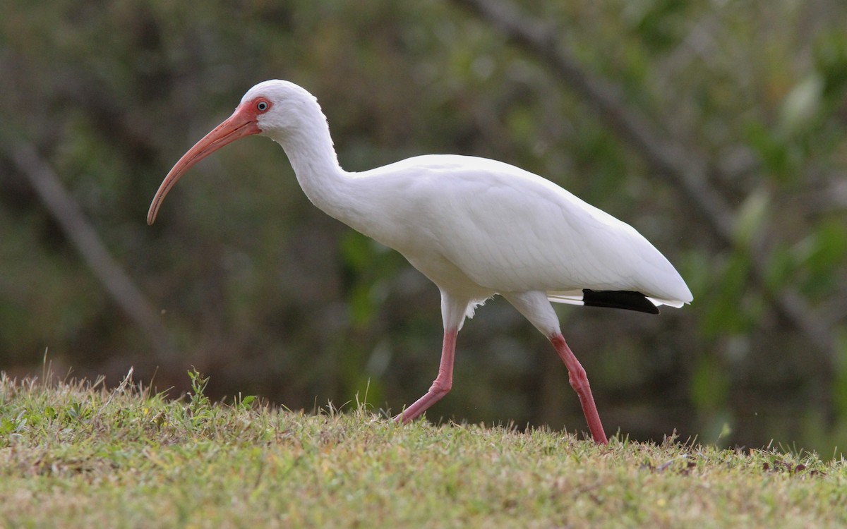 Ibis blanc - ML138545191