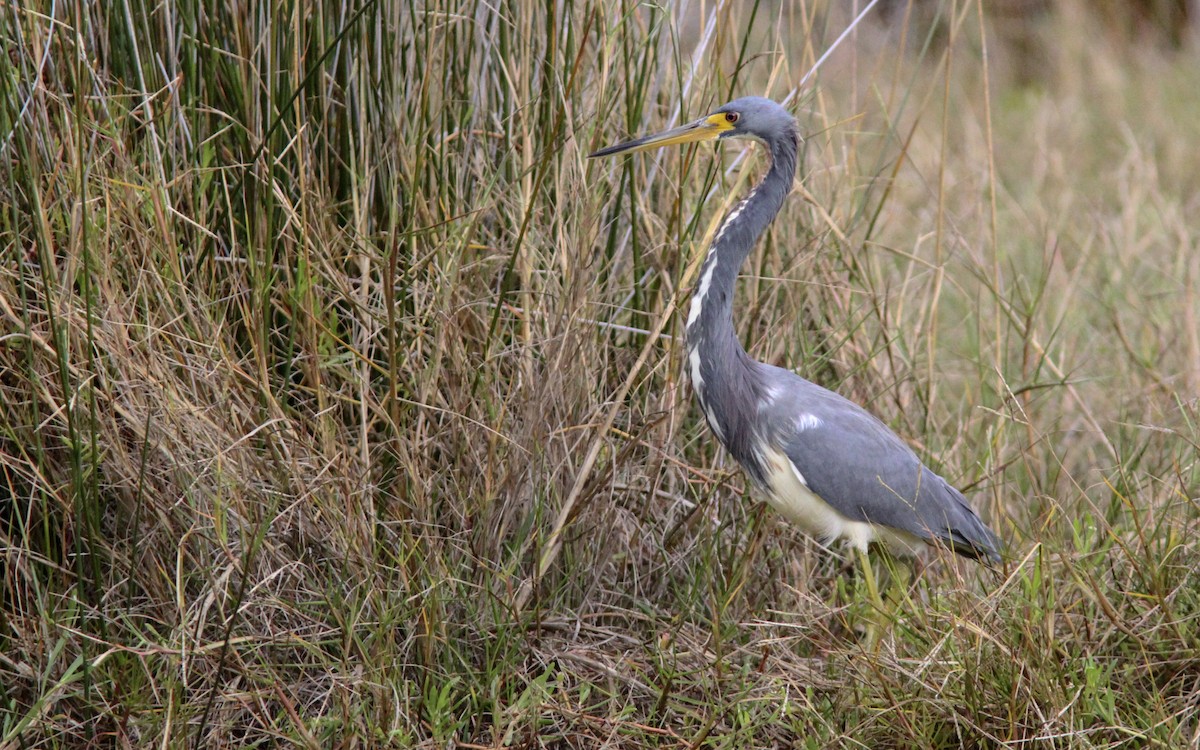 Tricolored Heron - ML138545231