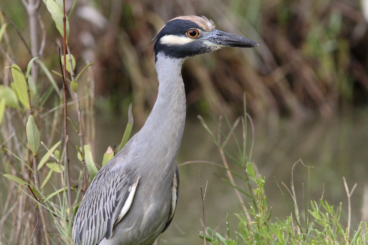 Yellow-crowned Night Heron - ML138545301