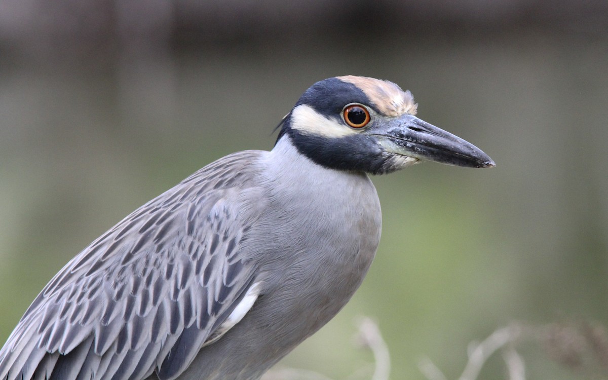 Yellow-crowned Night Heron - ML138545331