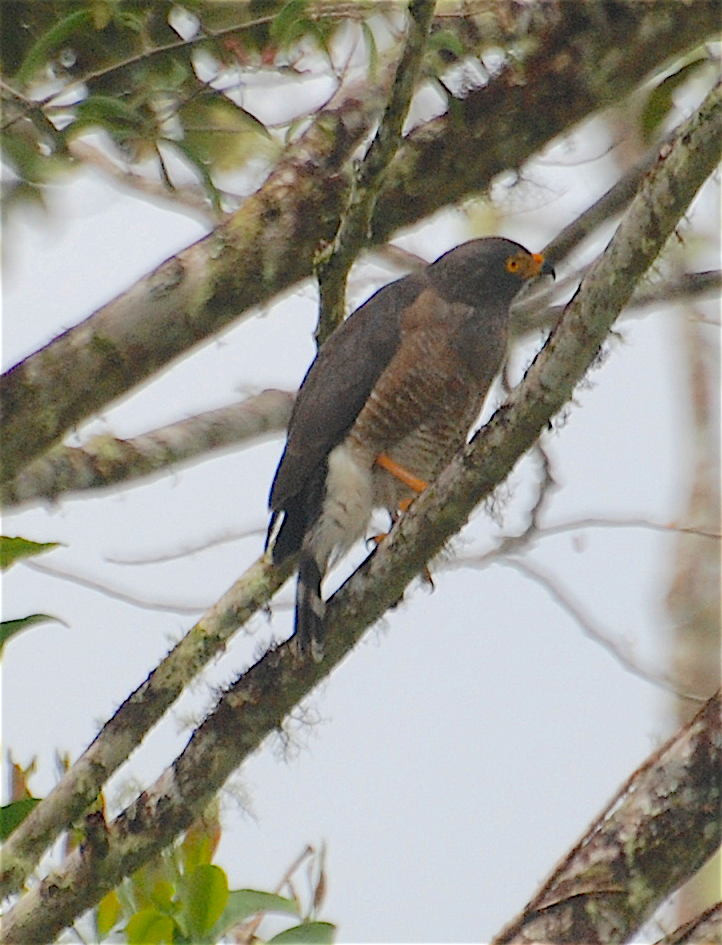 Roadside Hawk - ML138545481