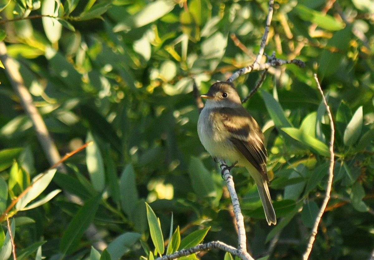 Willow Flycatcher - ML138545841