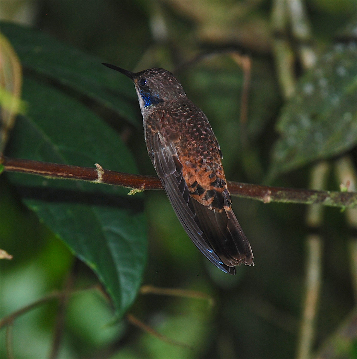 Brown Violetear - Anonymous