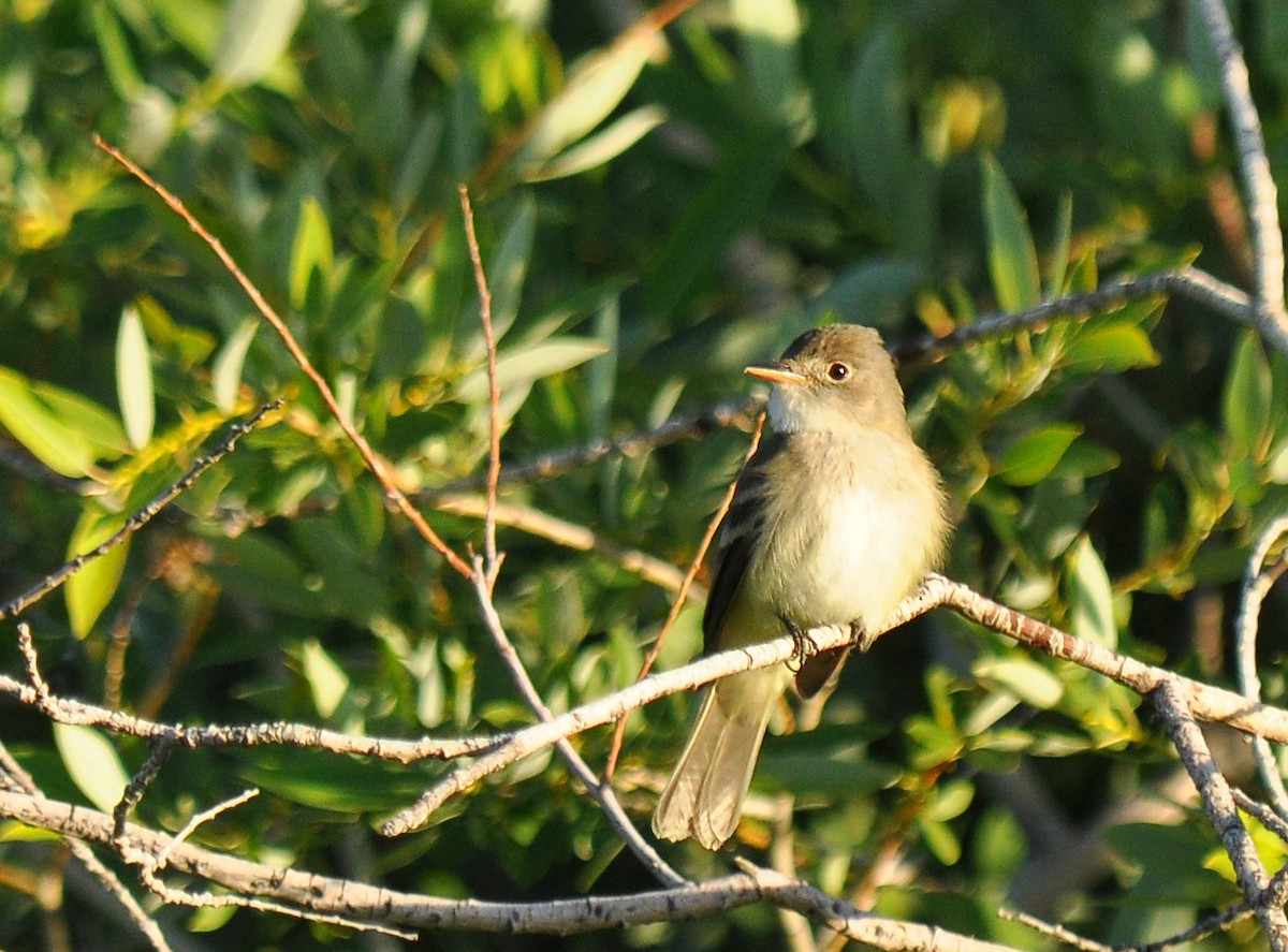 Willow Flycatcher - ML138545891