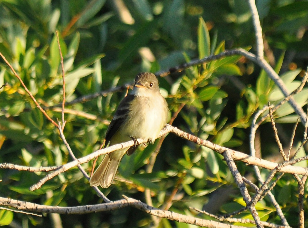 Willow Flycatcher - ML138545901