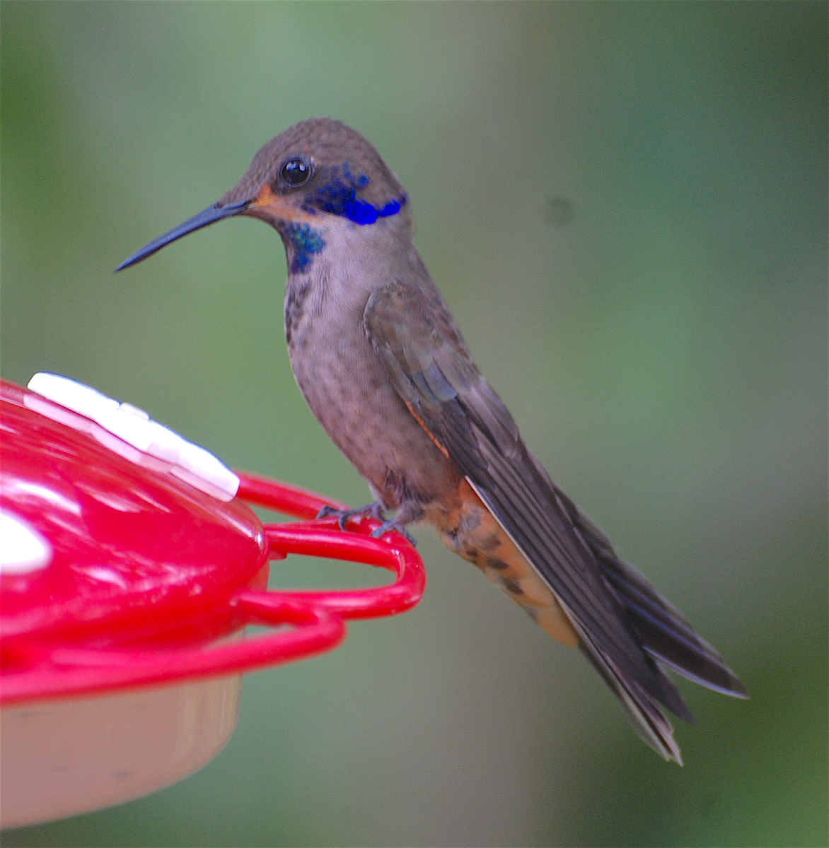 kolibřík fialovouchý - ML138545991