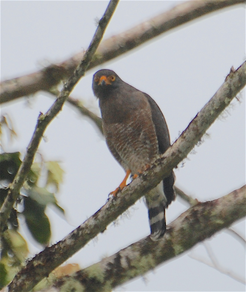 Roadside Hawk - ML138546001