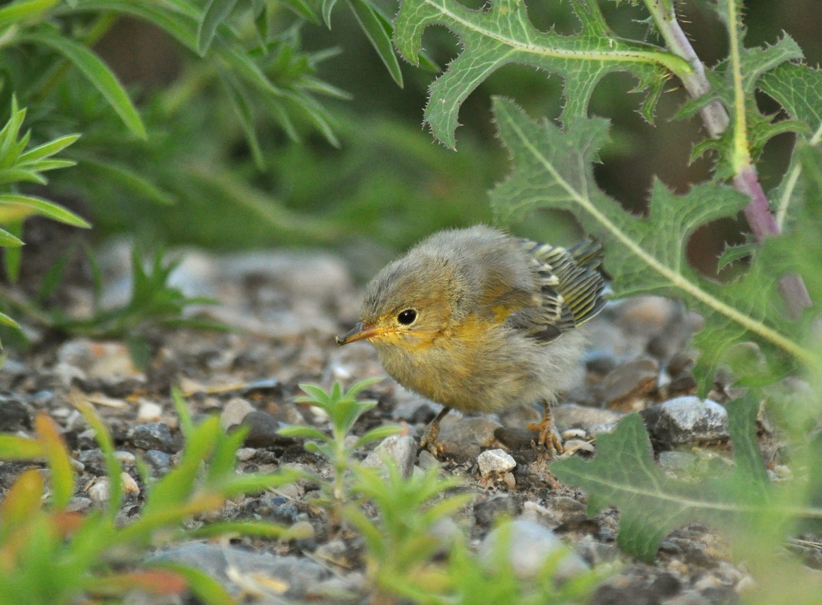 Yellow Warbler (Northern) - ML138546071