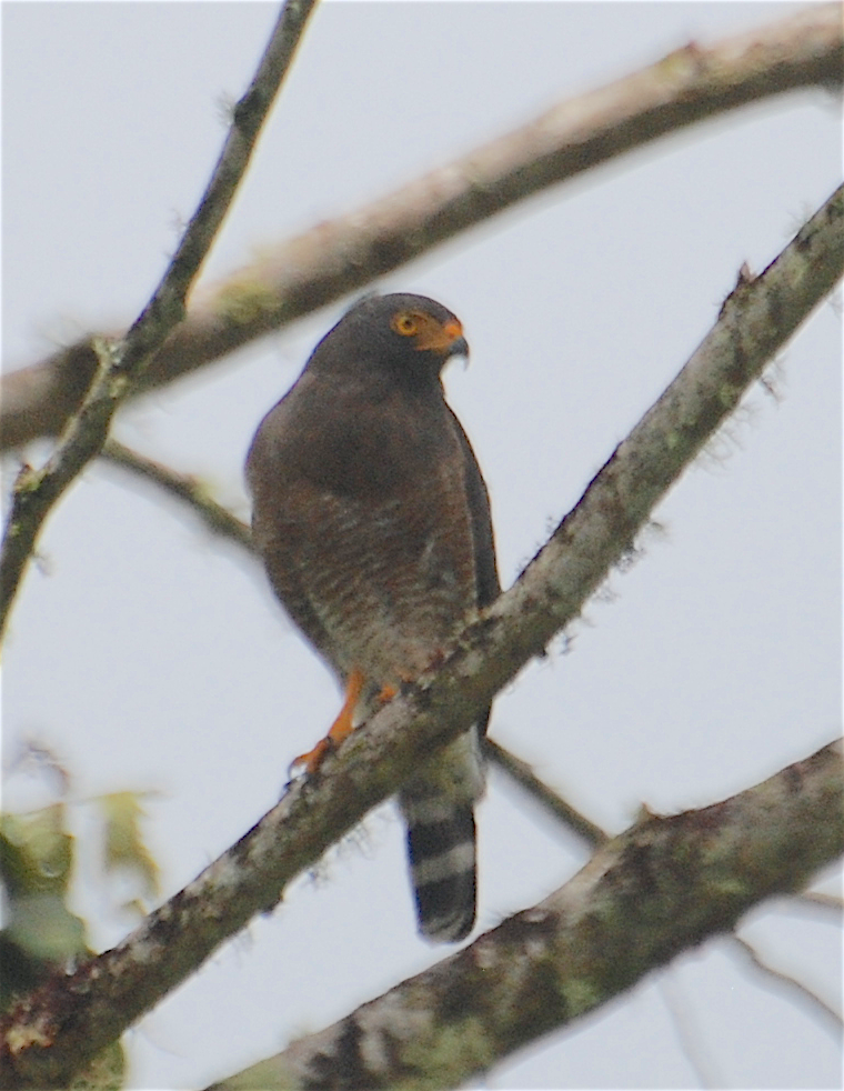 Roadside Hawk - Anonymous