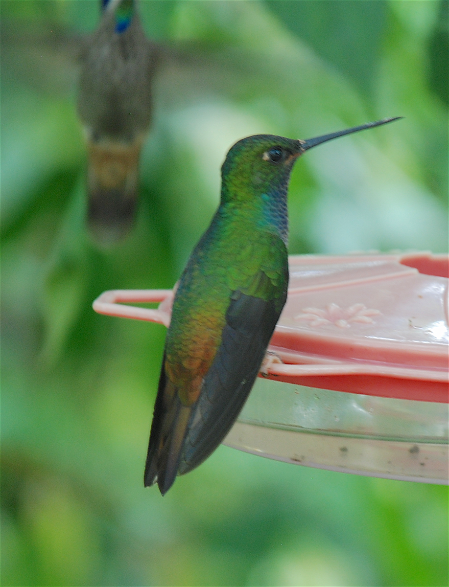 kolibřík zelenohřbetý - ML138546701
