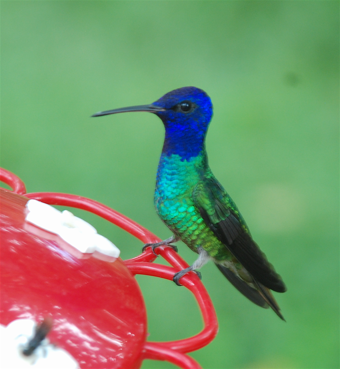 Golden-tailed Sapphire - Anonymous