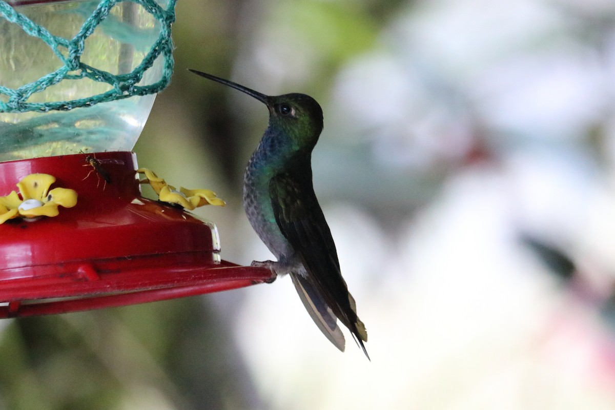 Colibri à queue blanche - ML138548561