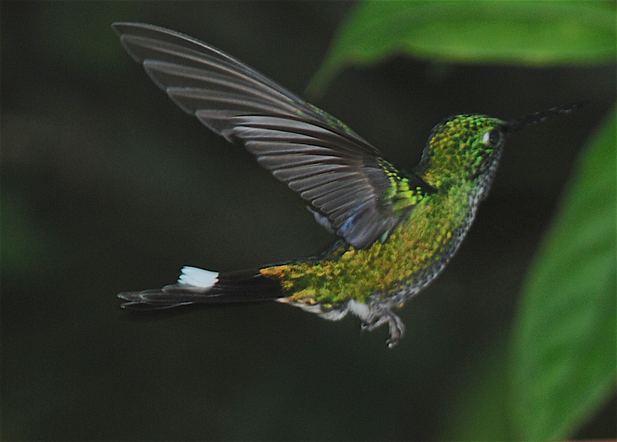 kolibřík rezavořitý - ML138548611