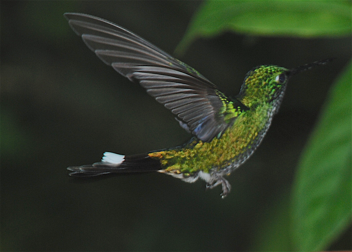 Rufous-vented Whitetip - ML138548611