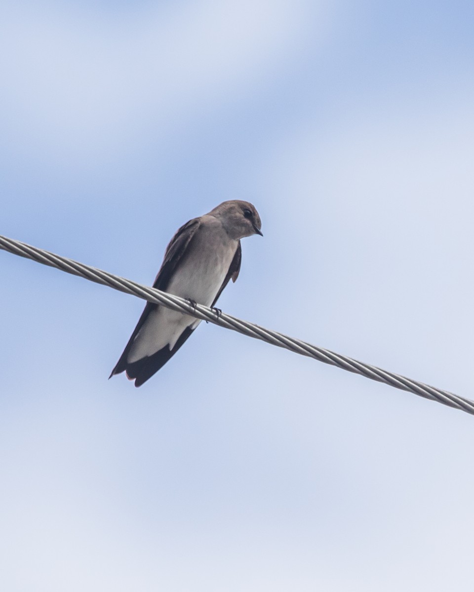 Northern Rough-winged Swallow - ML138548831