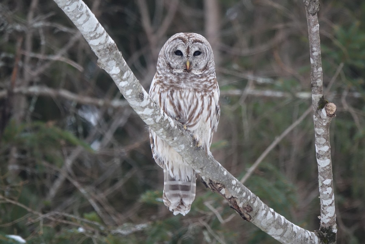 Barred Owl - Sean Hatch