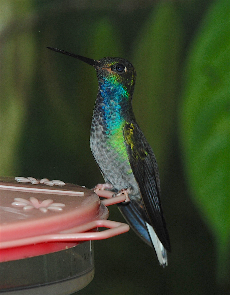 kolibřík zelenohřbetý - ML138549141