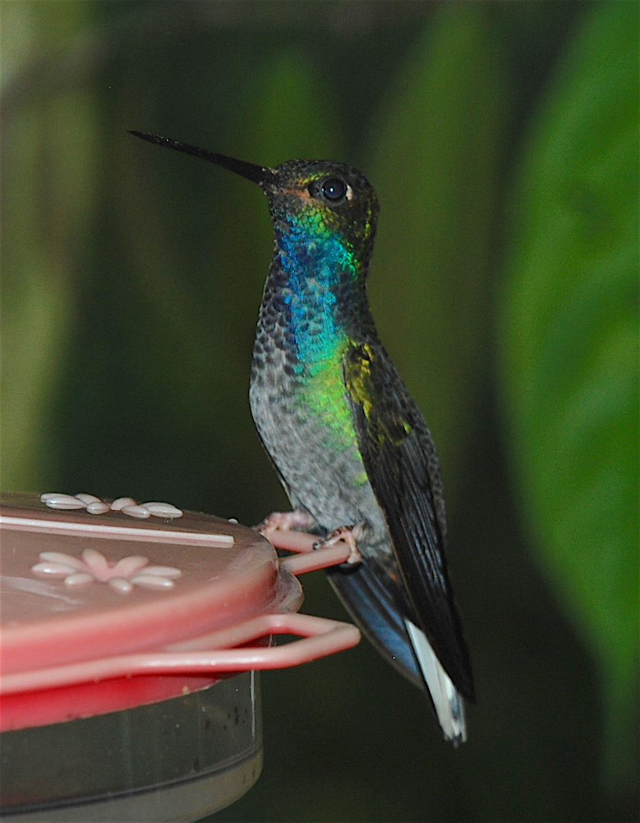 Colibrí de Bouguer Oriental - ML138549141