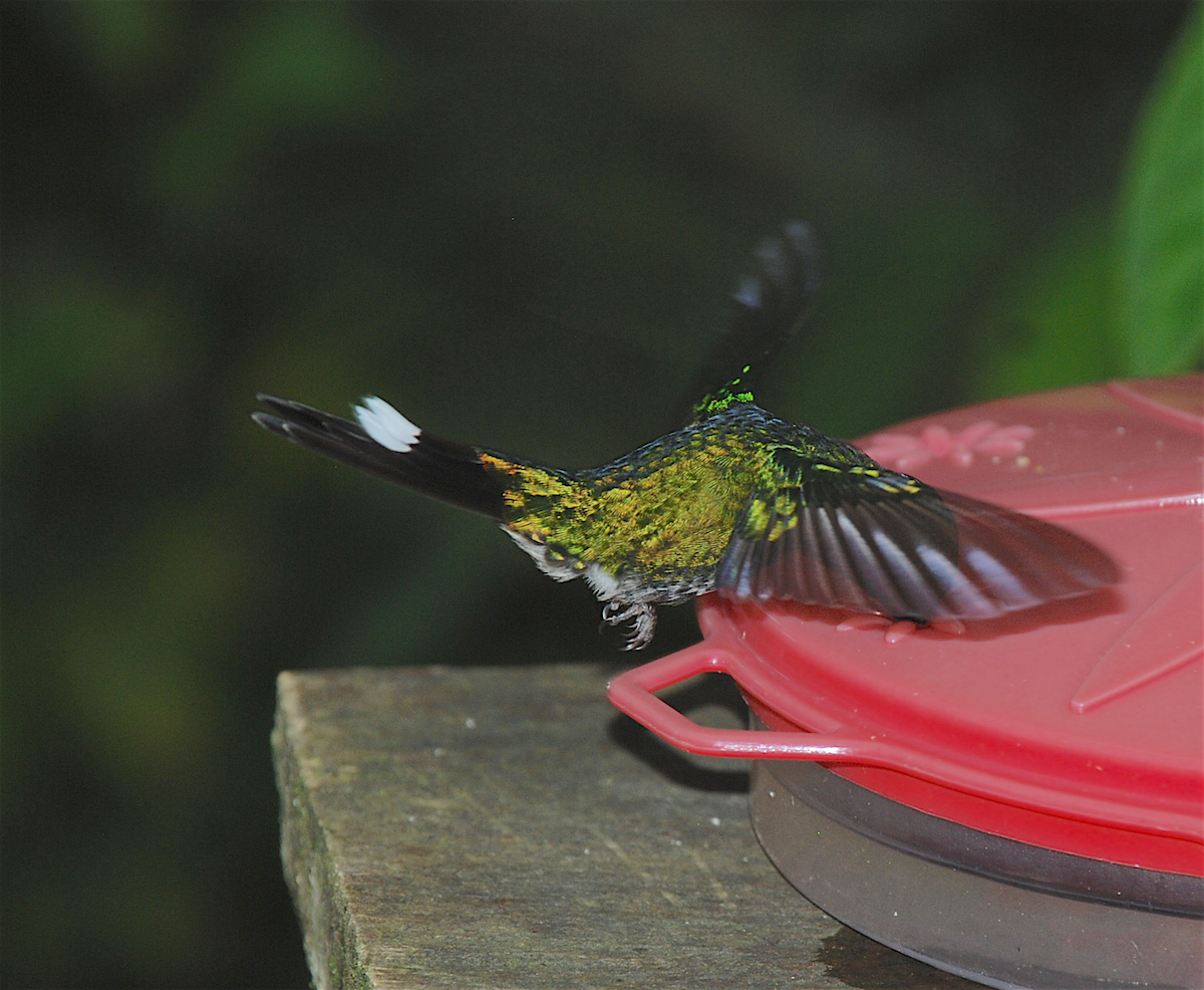 kolibřík rezavořitý - ML138549211