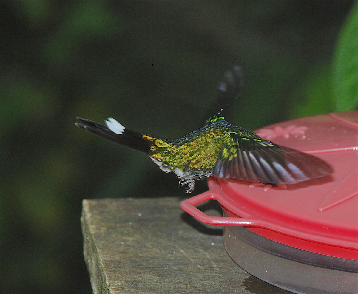 Rufous-vented Whitetip - ML138549211