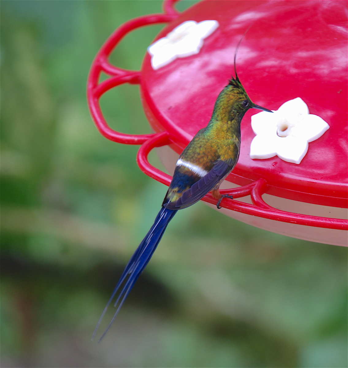 kolibřík ostrochocholatý - ML138549641
