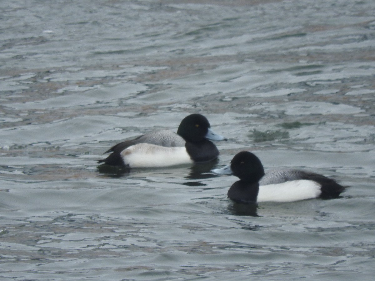 Greater Scaup - ML138549711