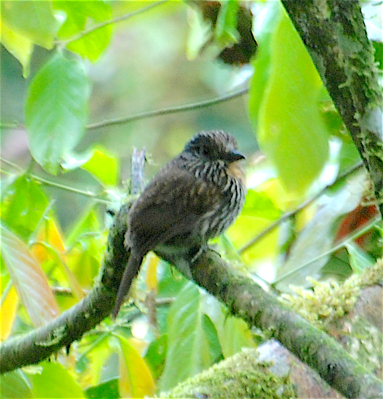 Black-streaked Puffbird - Anonymous