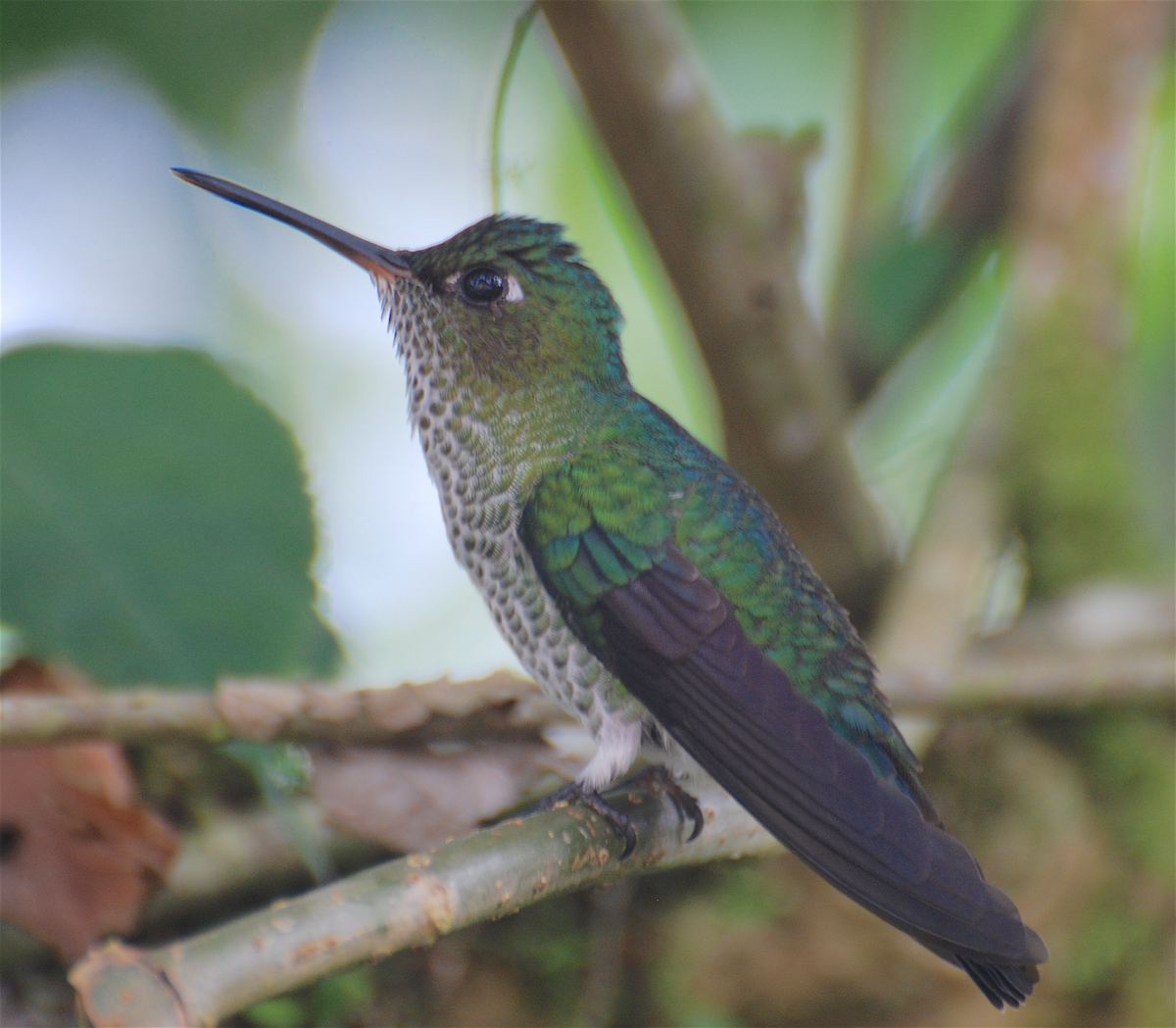 Colibrí Moteado - ML138549891